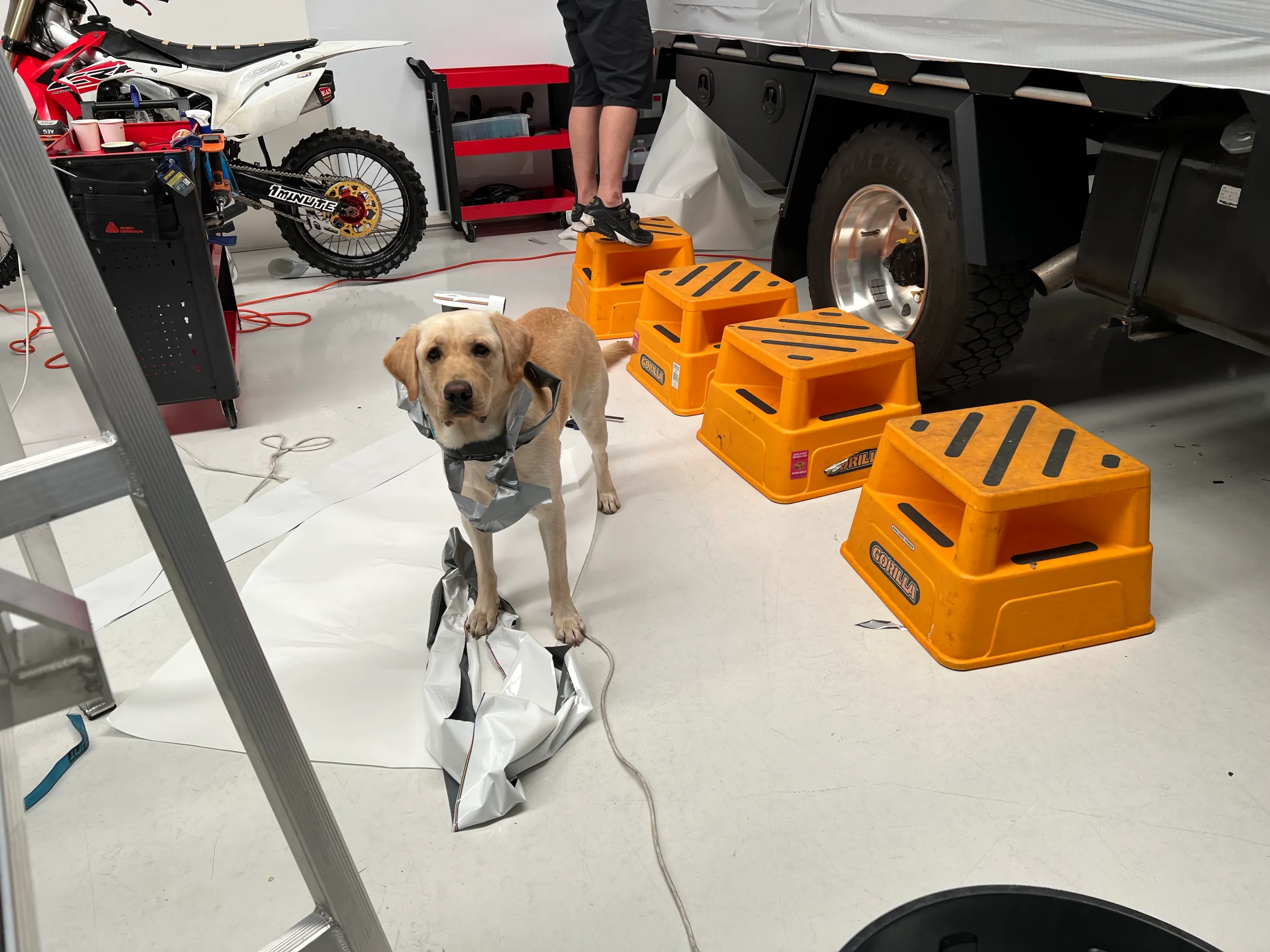 Workshop dog carrying a piece of removed film beside the truck