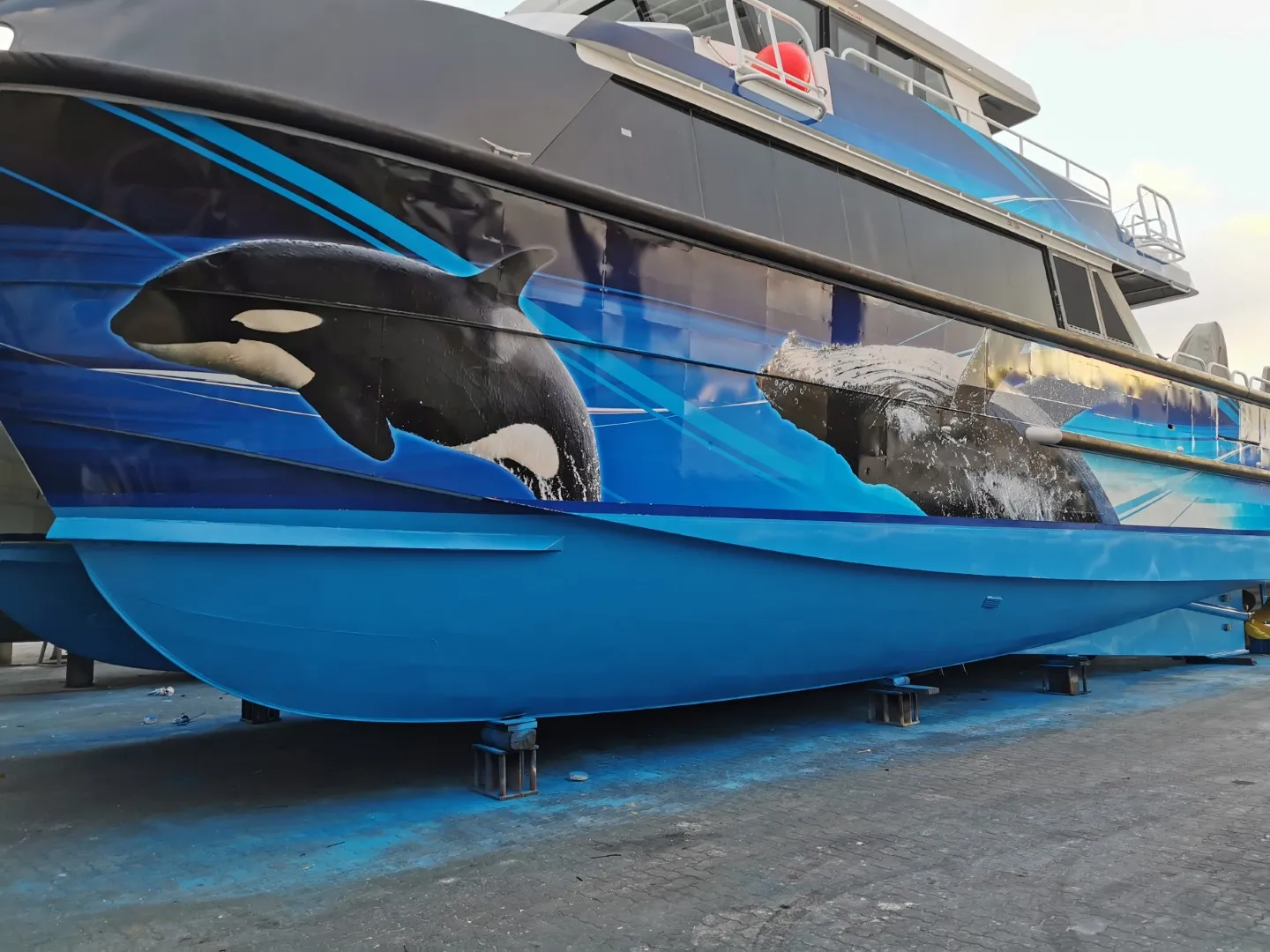 Whale and orca artwork across the Naturaliste Charters catamaran hull outdoors