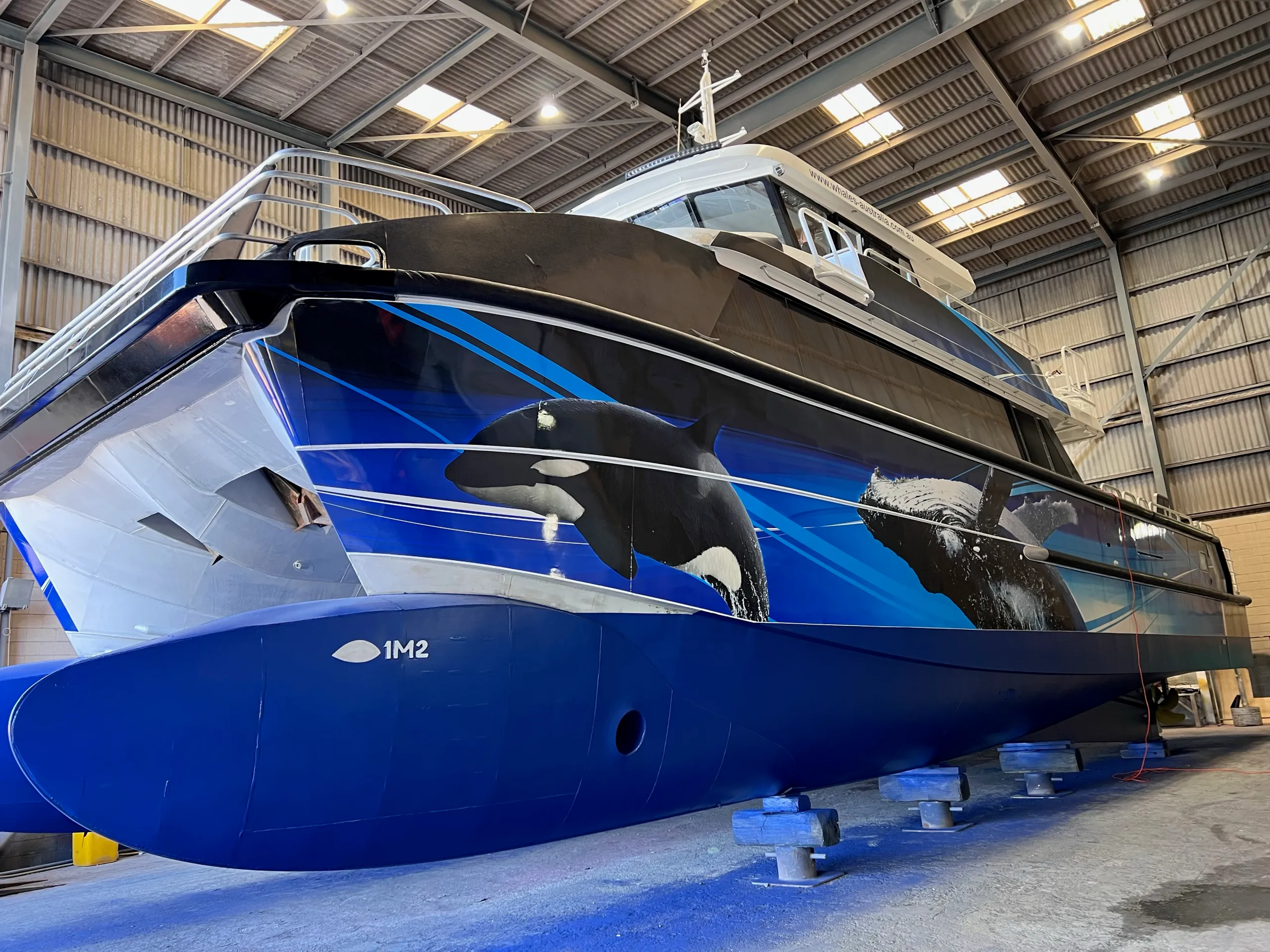Low bow view of the Naturaliste Charters catamaran with blue hulls and whale graphics