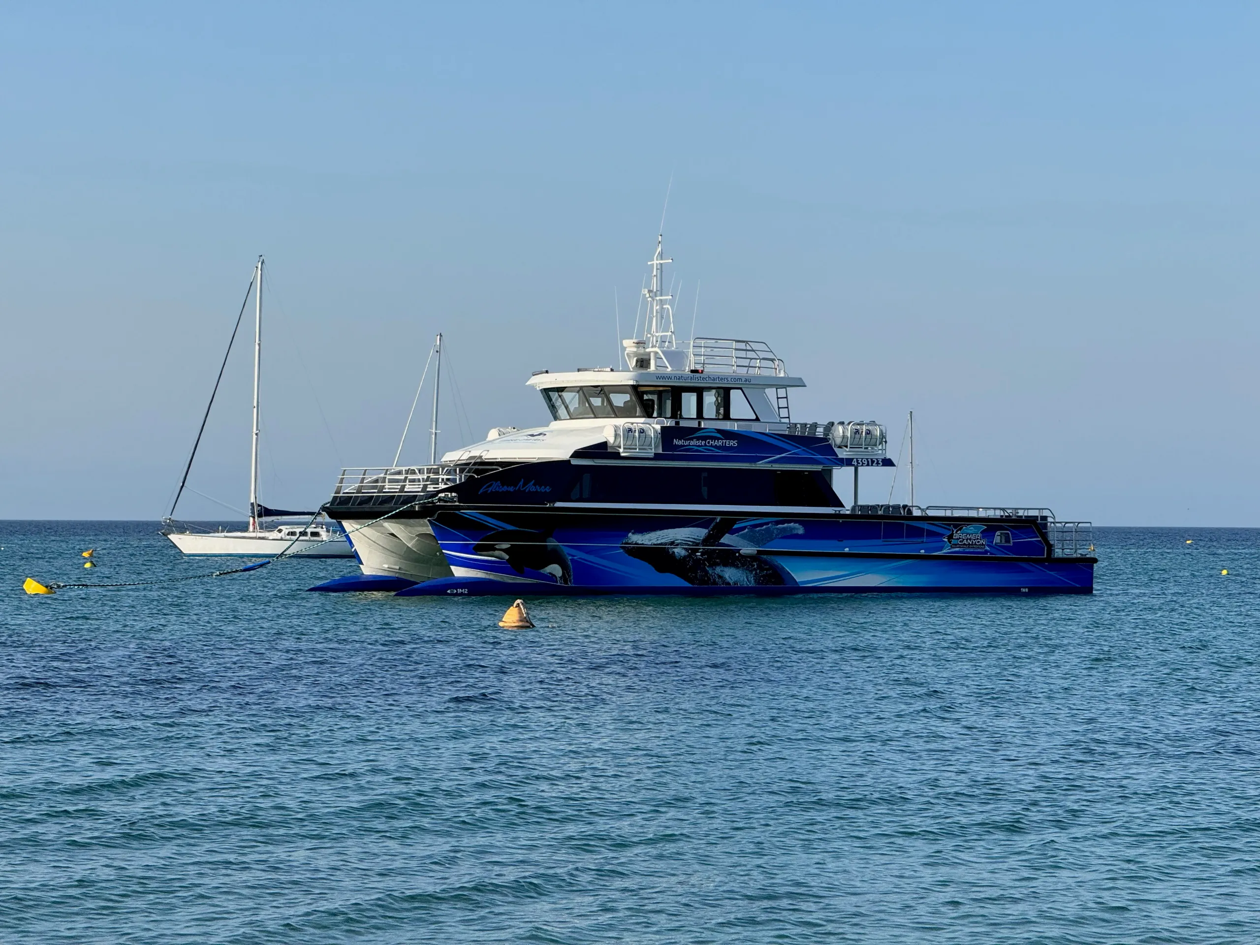 Naturaliste Charters catamaran Alison-Maree afloat with blue whale and orca graphics along its hull