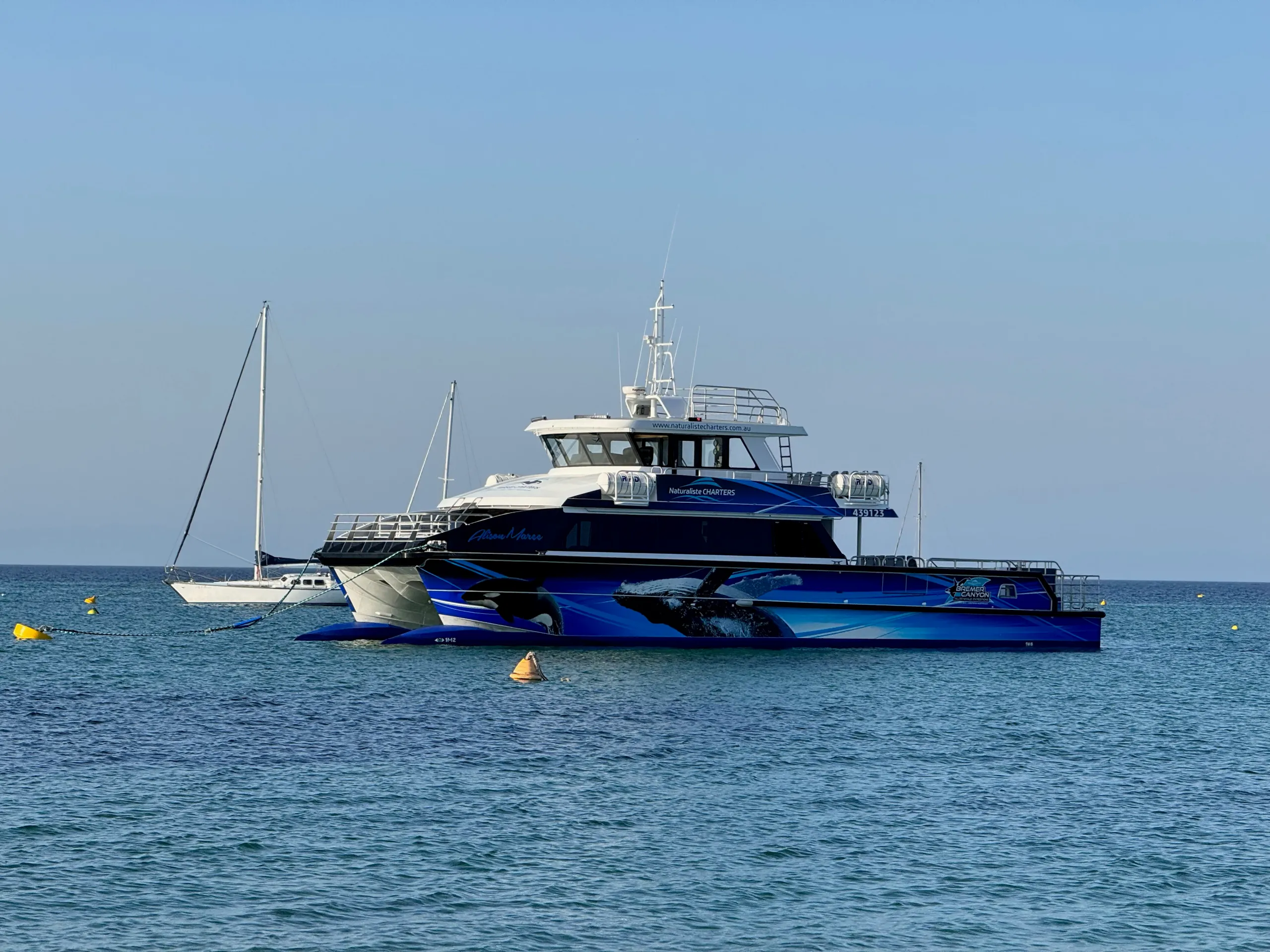 Blue whale graphics on the Naturaliste Charters catamaran Alison-Maree afloat in calm water